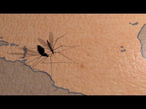 La dengue, le chikungunya et le zika