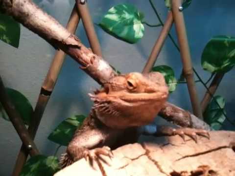 pogona a table