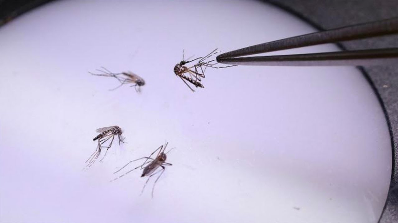 Cas de chikungunya en France : "la situation est assez inquiétante"