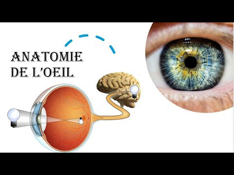 Anatomie de l'Appareil  VISUEL, de la VUE et de la VISION – Cours complet expliqué simplement