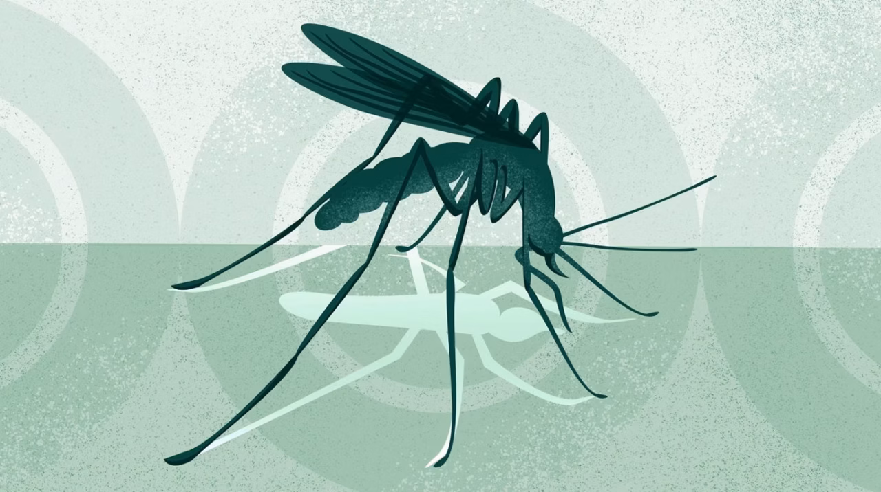 Dengue et fièvre West Nile : les autres arboviroses sous surveillance